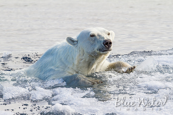 Female polar bear at the ice edge 01