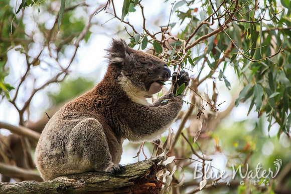 Cape Otway, Great Ocean Road