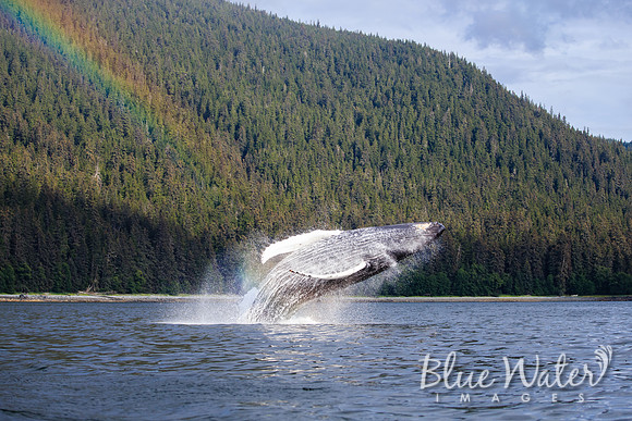 Humpback whales bubble-net feeding