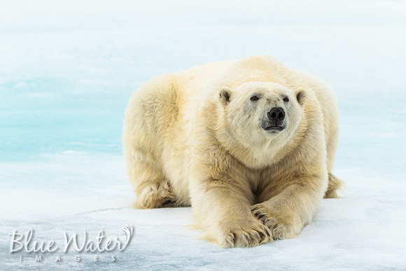 Polar Poser 02