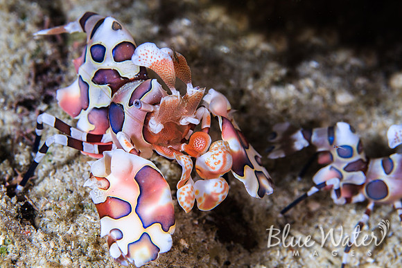 Harlequin Shrimp