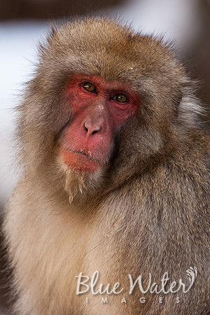 Japanese macaque