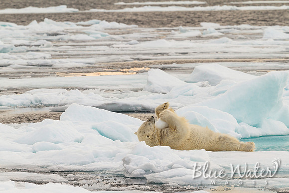 Young male polar bear playing with ice ball 06