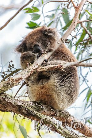 Cape Otway, Great Ocean Road