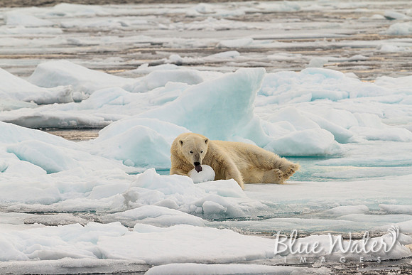 Young male polar bear playing with ice ball 02