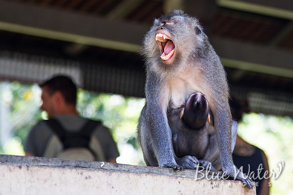 Balinese macaque