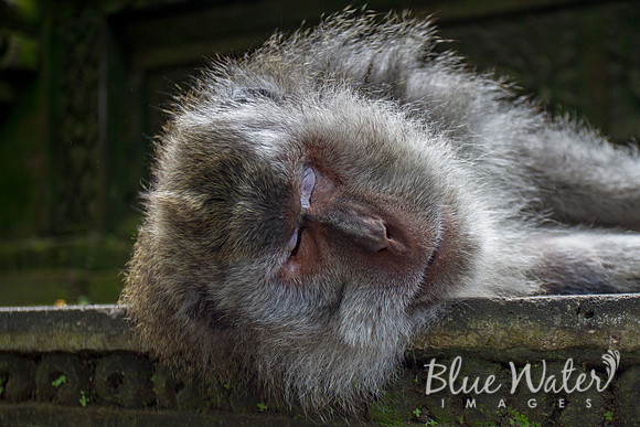 Balinese macaque