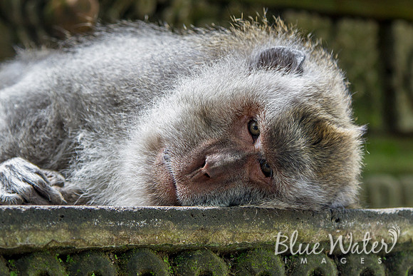 Balinese macaque