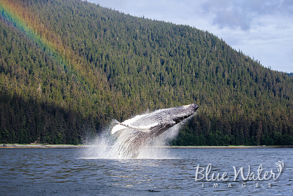Humpback whales bubble-net feeding