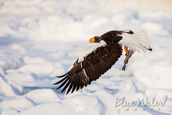 Steller's sea eagle