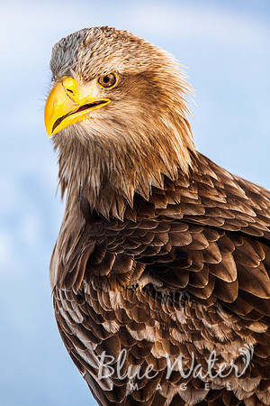 White-tailed sea eagle