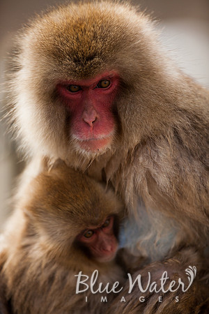 Japanese macaque
