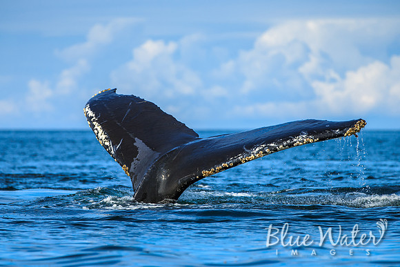 Humpback whales bubble-net feeding