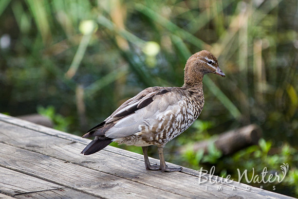 Australian Wood Duck