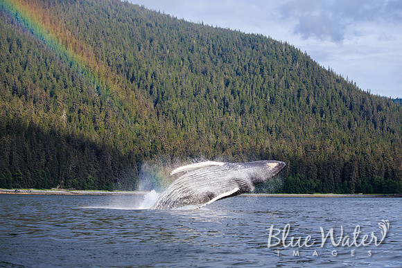 Humpback whales bubble-net feeding