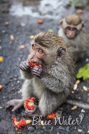 Balinese Macaque