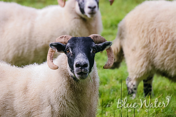 Paul's Favorite Sheep (02)