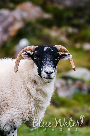 Paul's Favorite Sheep (01)