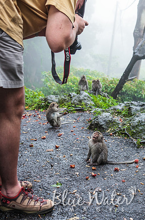 Balinese Macaque