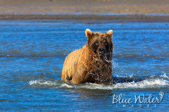 Brown bear fishing