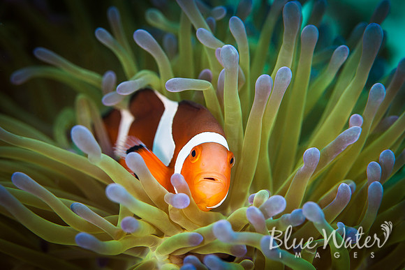 Clownfish in anemone