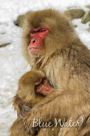 Japanese macaque