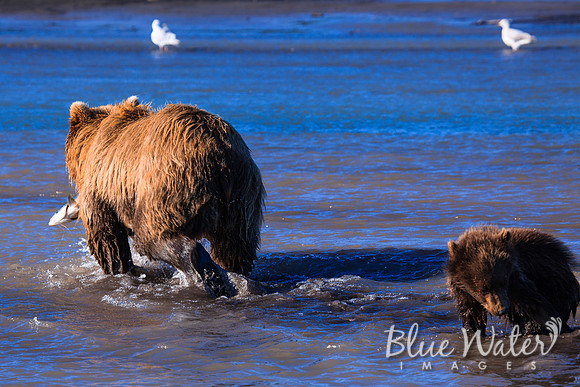 Brown bear fishing