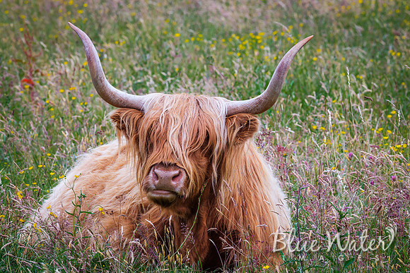 Highland Cow Peek-a-boo (03)