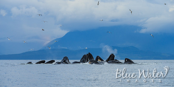 Humpback whales bubble-net feeding