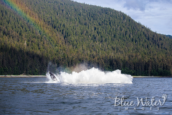Humpback whales bubble-net feeding