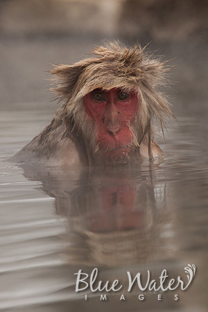 Japanese macaque