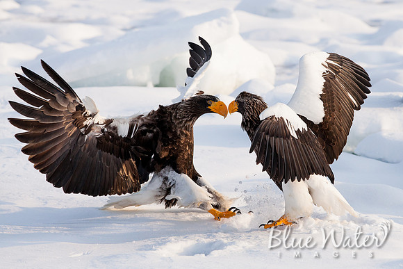 Steller's sea eagle