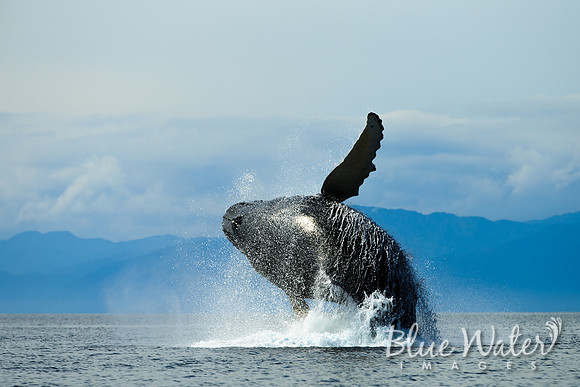 Humpback whales bubble-net feeding
