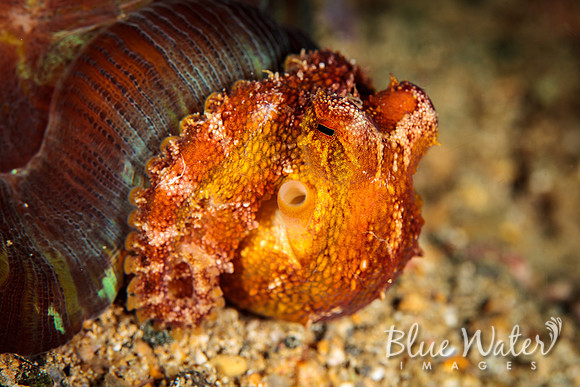 Hard-coral Cover