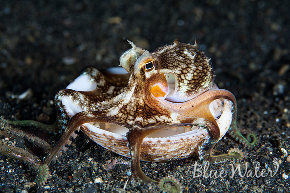 Coconut Octopus vs. A Single Scallop Shell (1 of 3)
