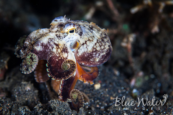 The Curly Coconut Octopus