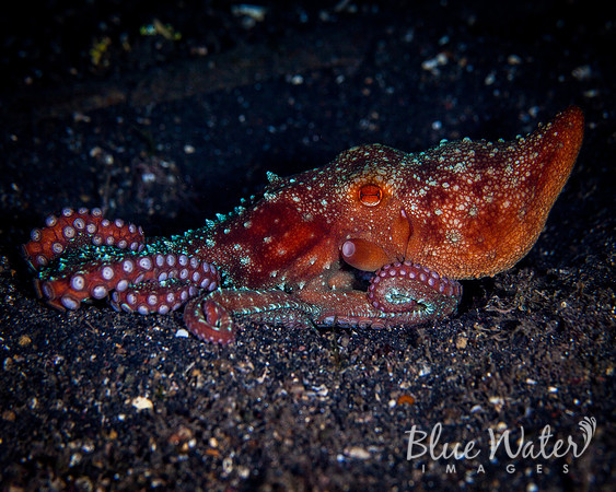 Starry Night Octopus (3 of 5)