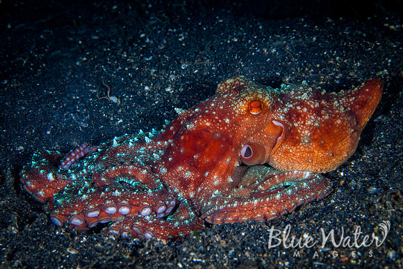 Starry Night Octopus (4 of 5)