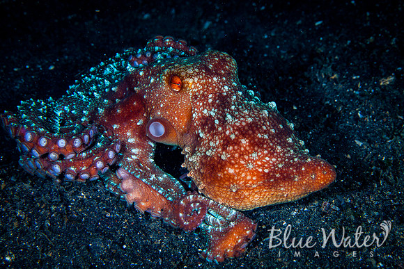 Starry Night Octopus (5 of 5)