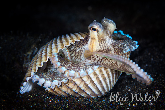 Scallop Shell Testing (2 of 3)