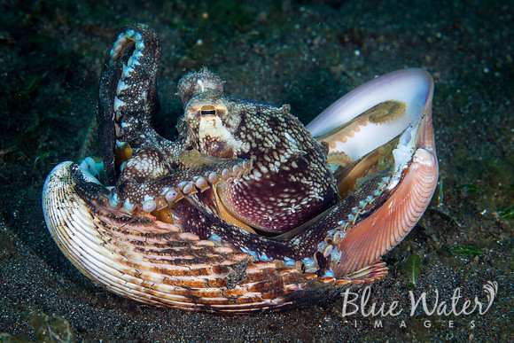 Coconut Octopus and Unworthy Scallop Shells (3 of 4)