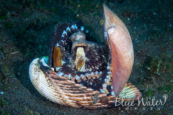 Coconut Octopus and Unworthy Scallop Shells (2 of 4)