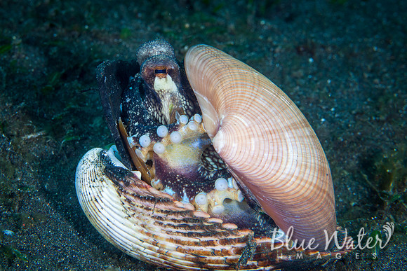 Coconut Octopus and Unworthy Scallop Shells (4 of 4)