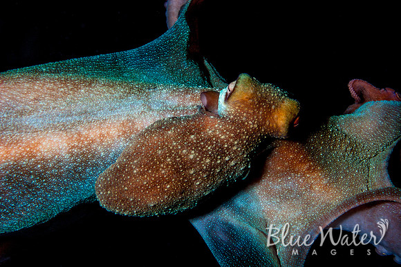 Caribbean Reef Octopus in Flight (2 of 3)