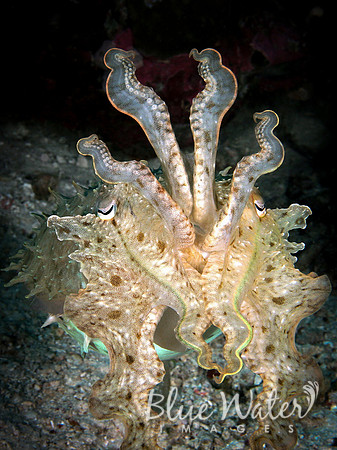 The Colorful Life of a Broadclub Cuttlefish (1 of 3)