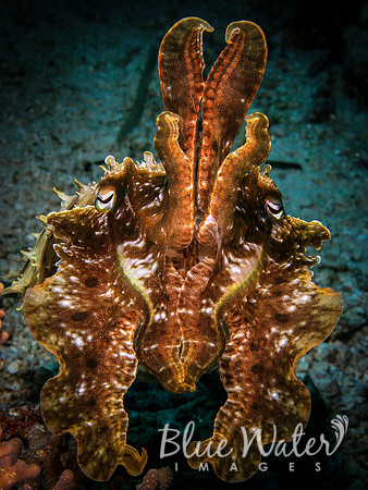 The Colorful Life of a Broadclub Cuttlefish (2 of 3)