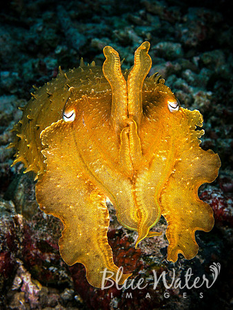 The Colorful Life of a Broadclub Cuttlefish (3 of 3)