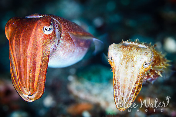 Cuttlefish Couple (3 of 3)