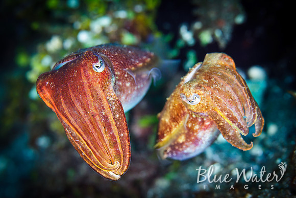 Cuttlefish Couple (1 of 3)