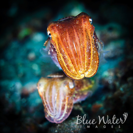 Cuttlefish Couple (2 of 3)